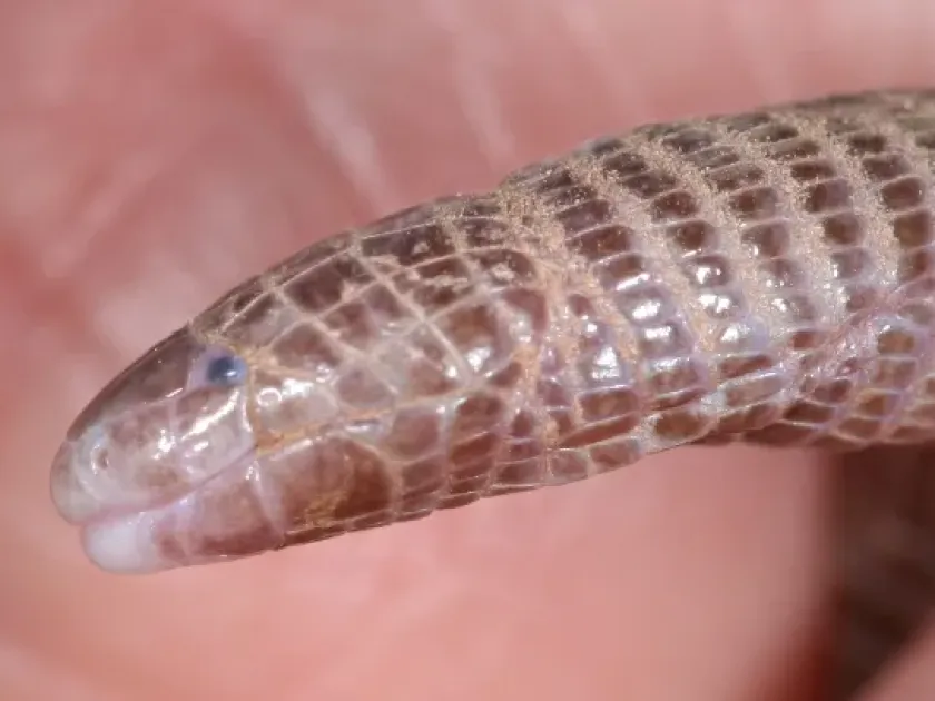 Iberian worm lizard