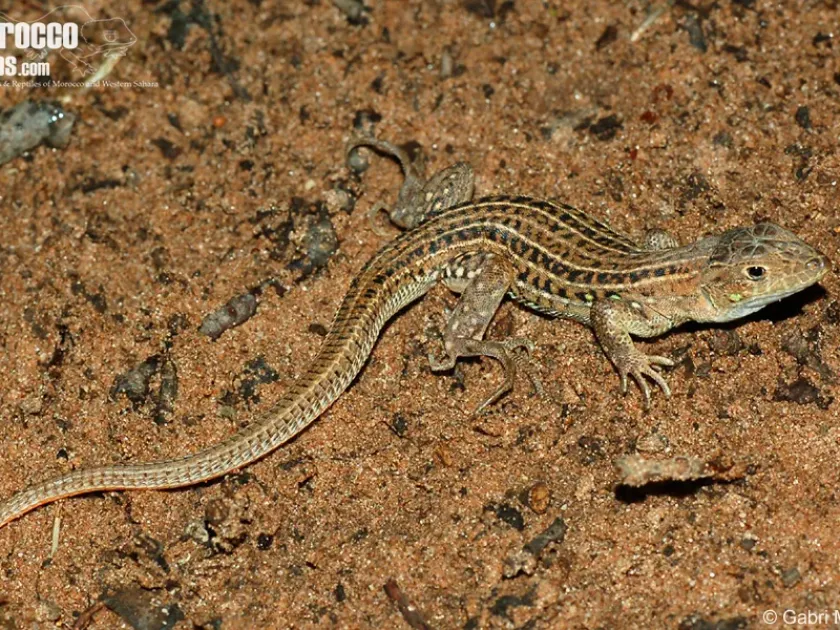 Spiny-footed lizard