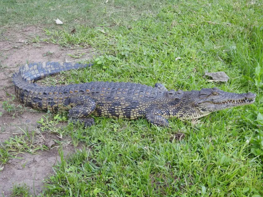 Nile crocodile