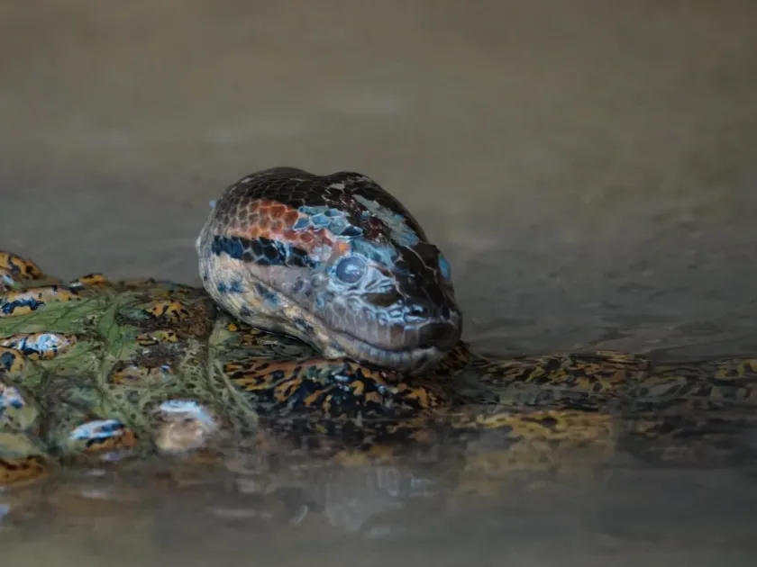 Green anaconda