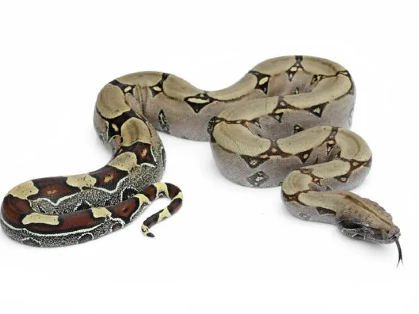 Boa constrictor
