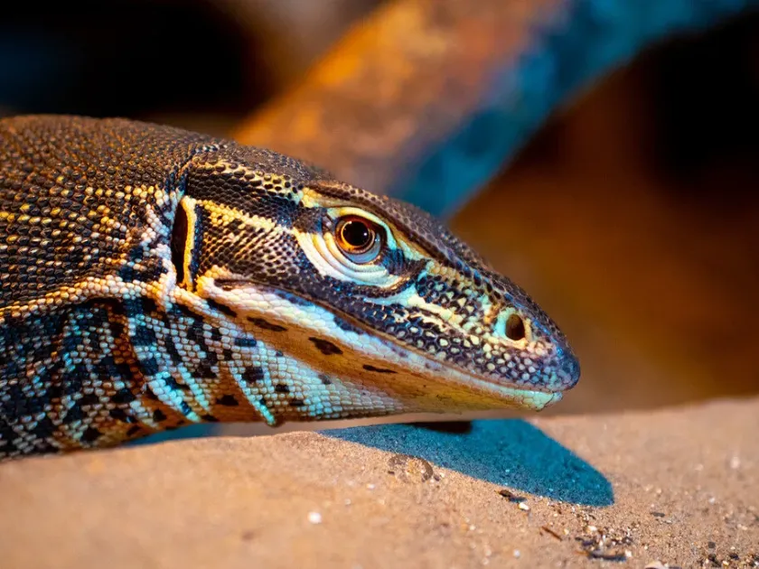 Monitor lizard