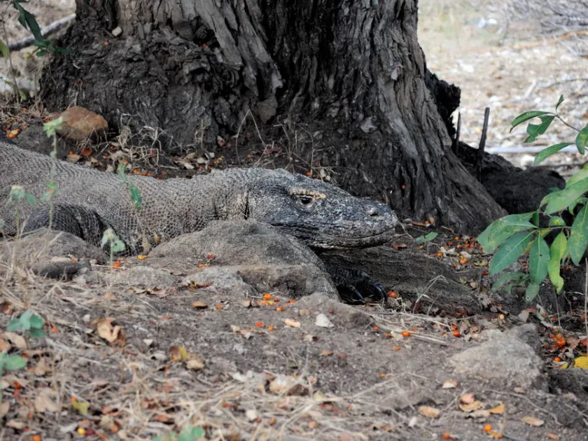 Komodo dragon
