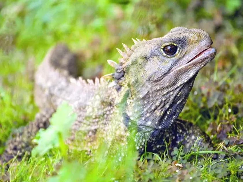 Tuatara