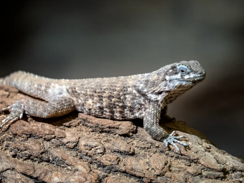 Spiny lizard