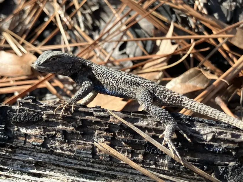 Eastern fence lizard