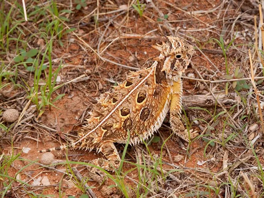 Horned lizard