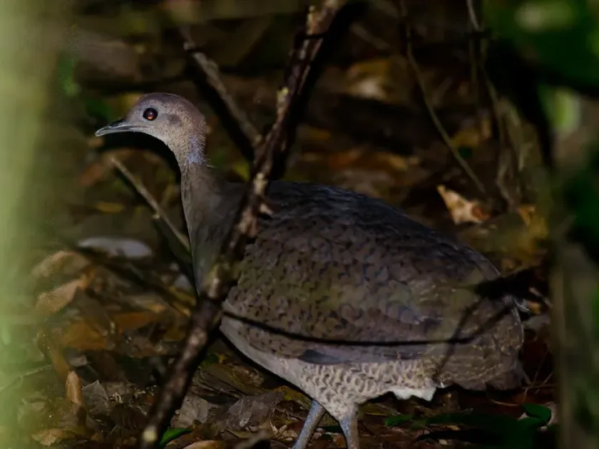 Tinamou