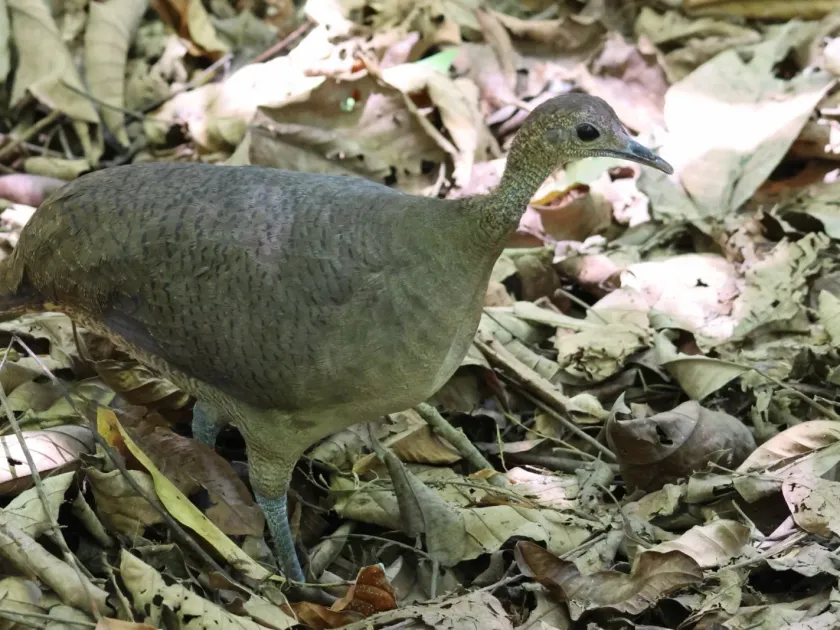 Great tinamou