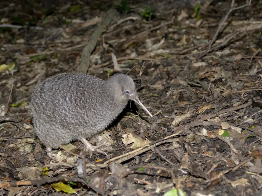 Kiwi (bird)
