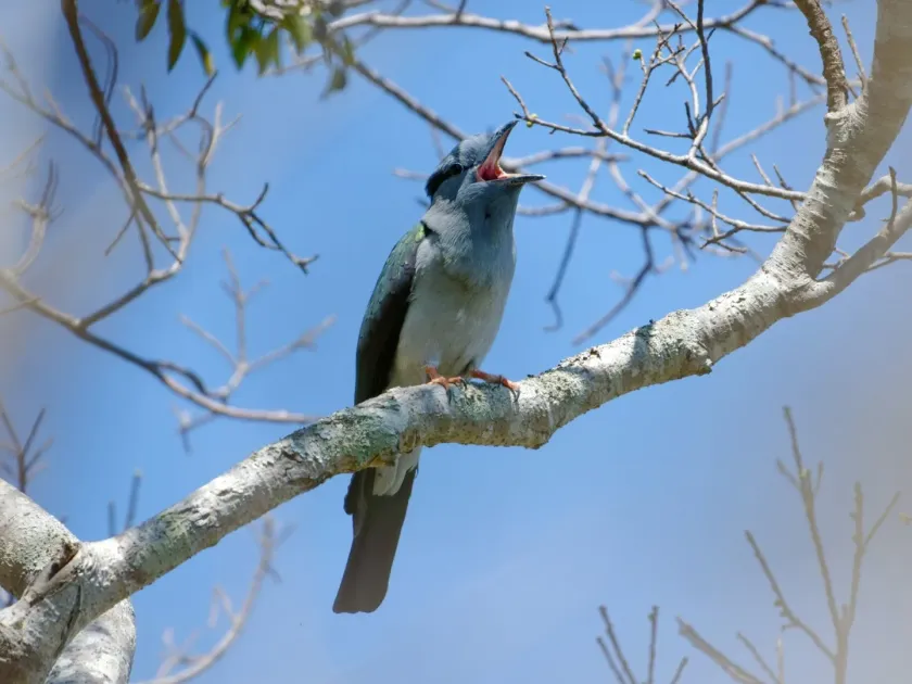 Cuckoo roller