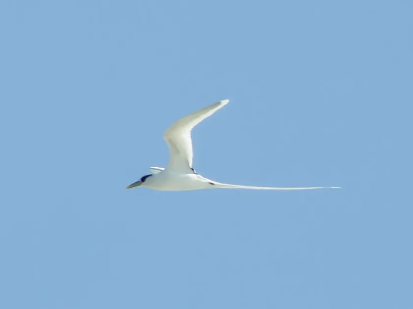 White-tailed tropicbird