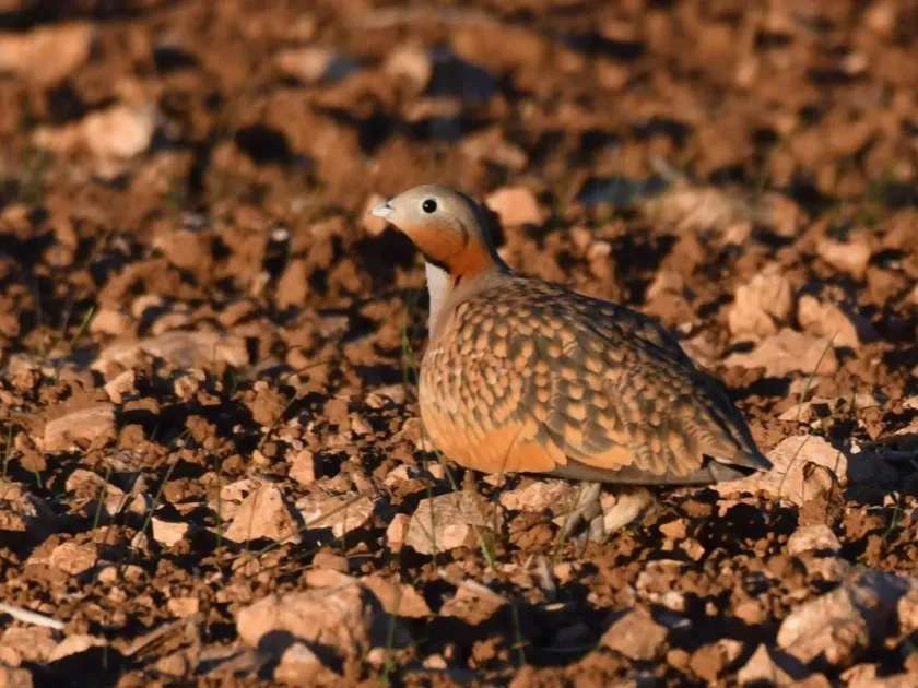 Black-bellied sandgrouse