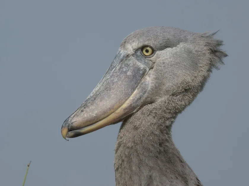 Shoebill