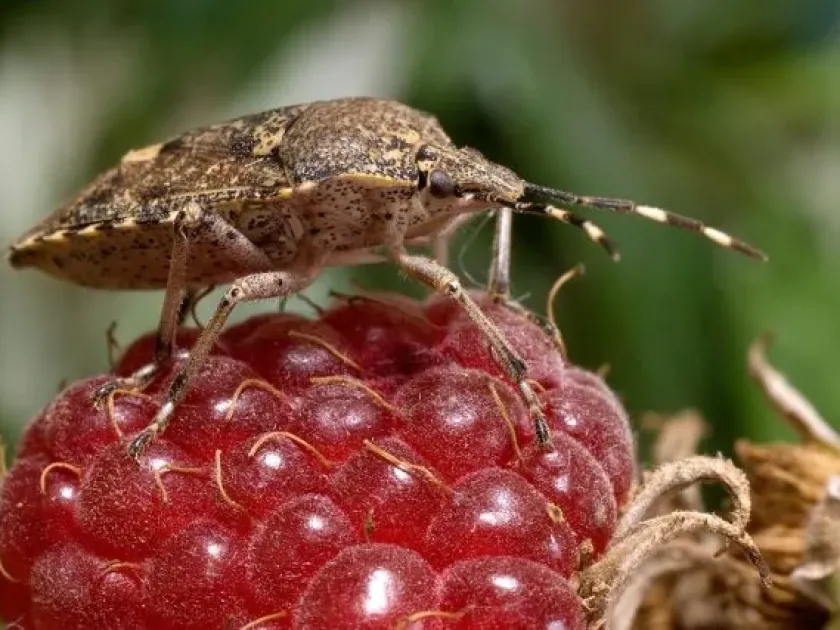 Berry bug