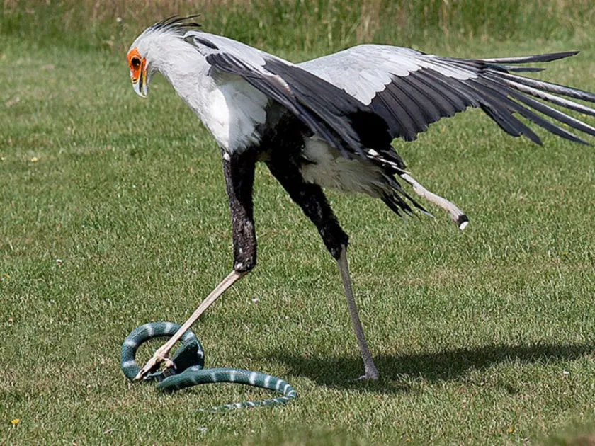 Secretarybird
