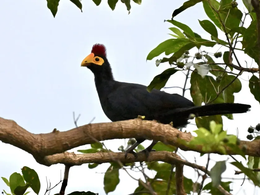 Ross's Turaco