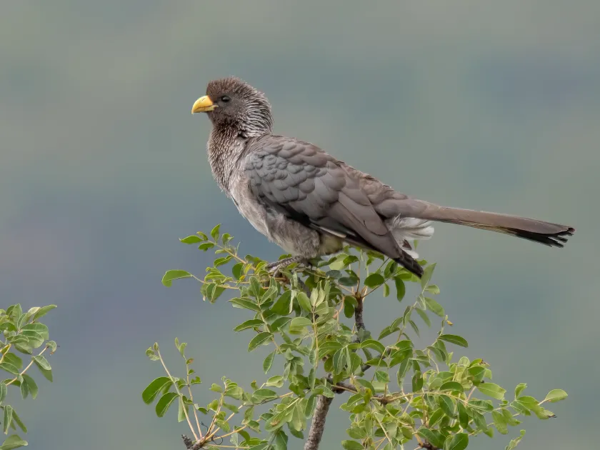 Plantain-eater