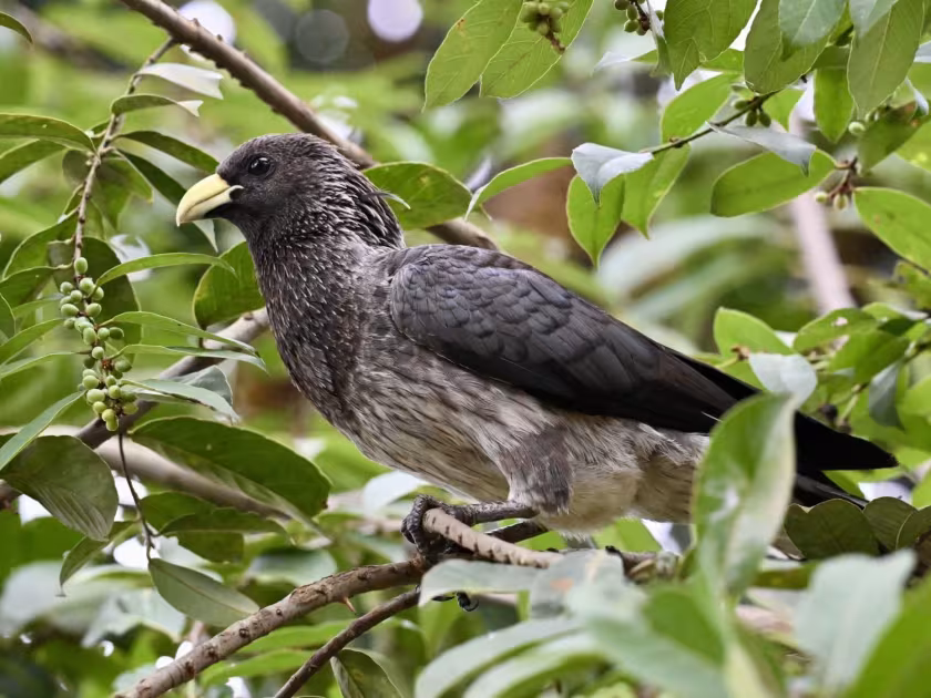 Eastern grey plantain-eater