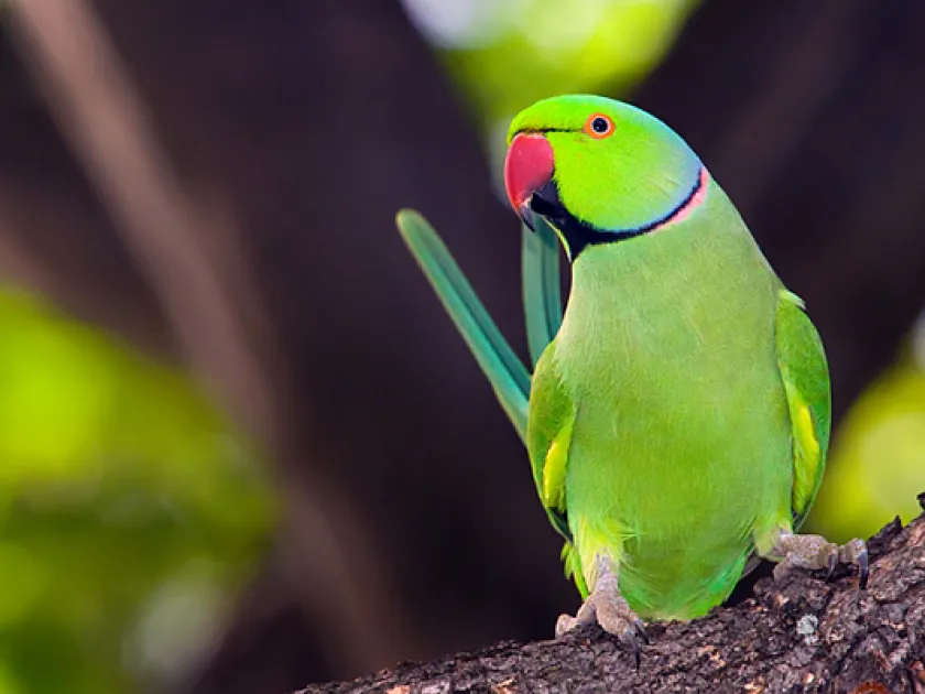 Ring-necked parakeet