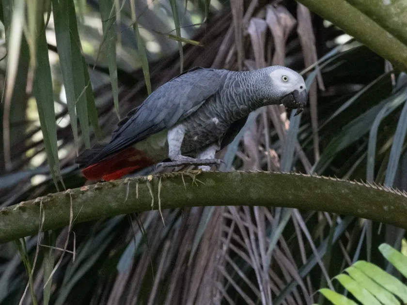 African Grey Parrot