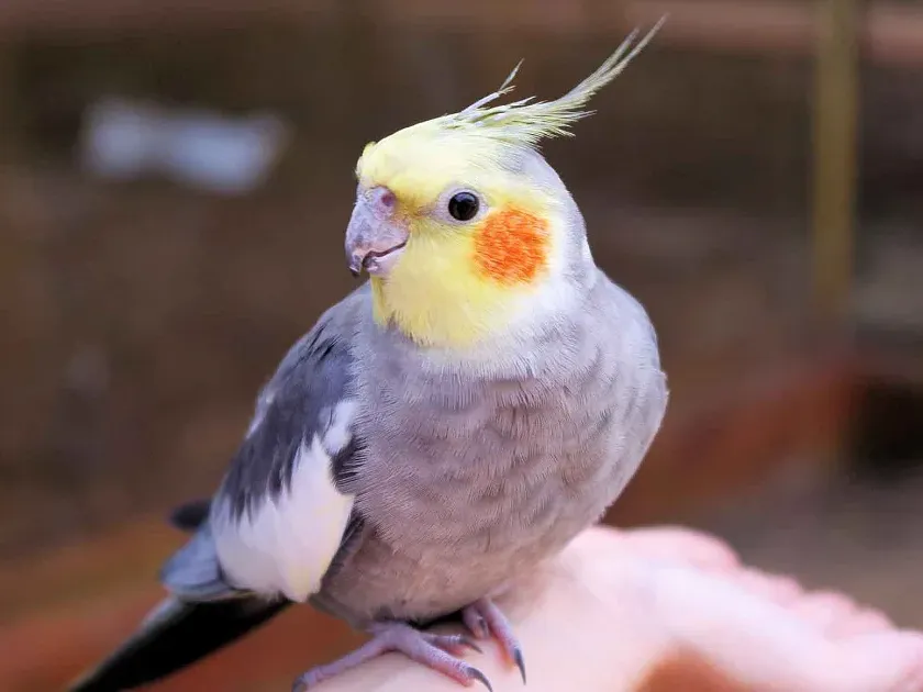 Cockatiel