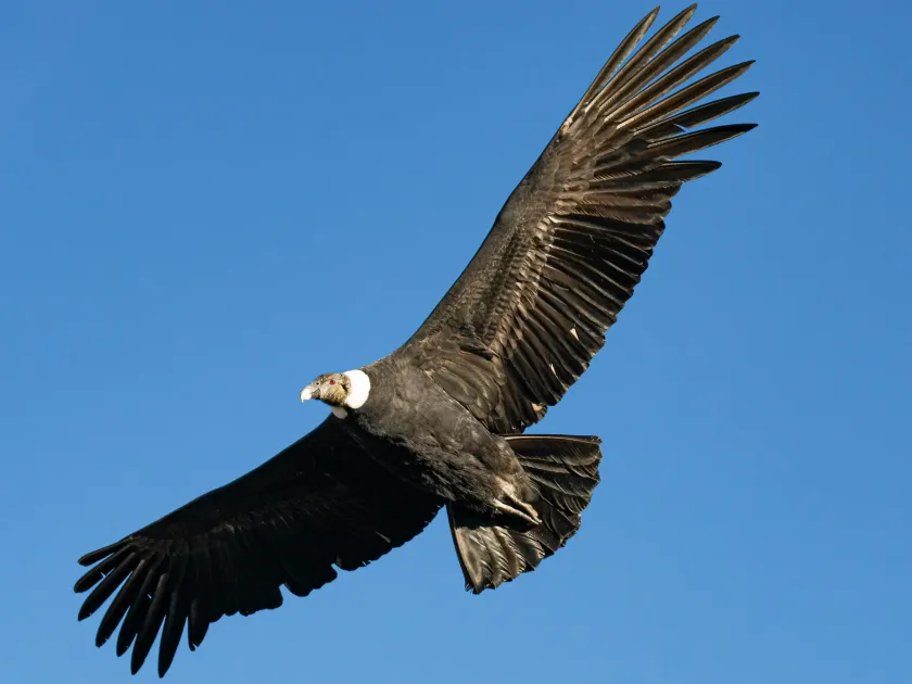 Andean condor