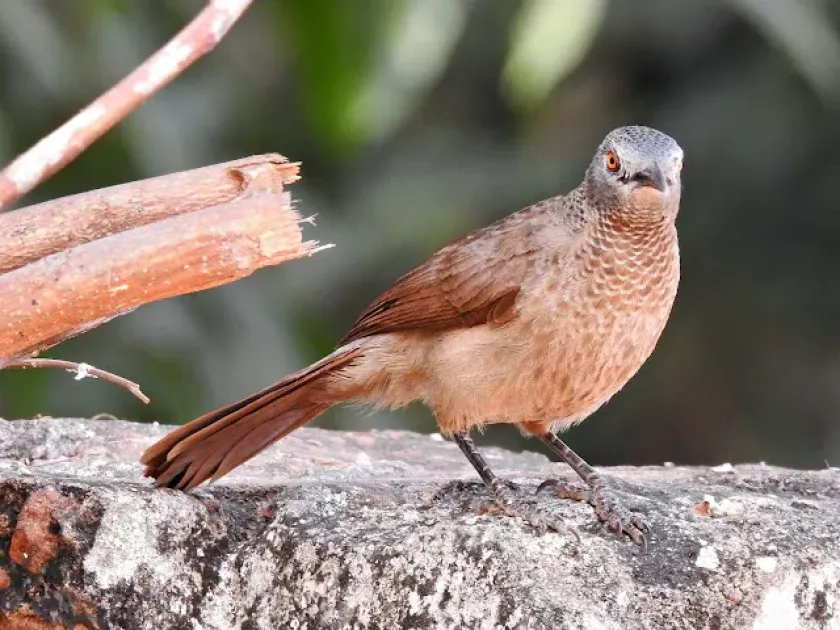 Brown babbler