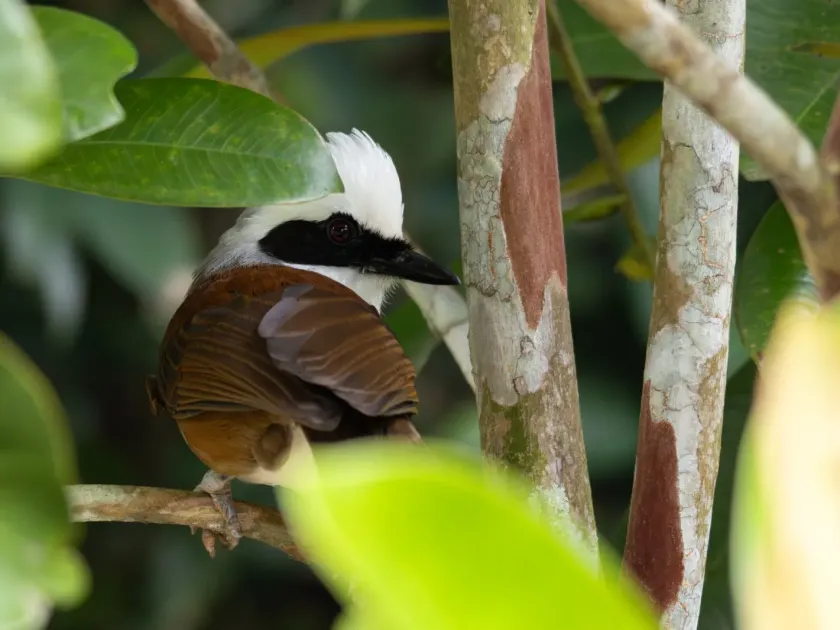 Laughingthrushes