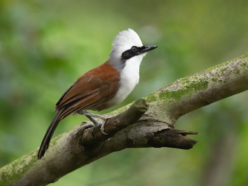 White-crested laughingthrush