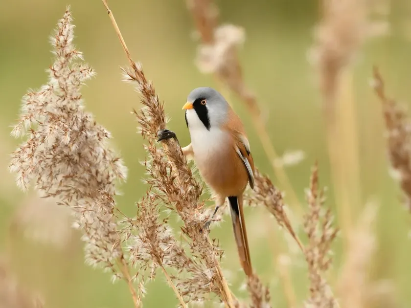 Bearded reedling