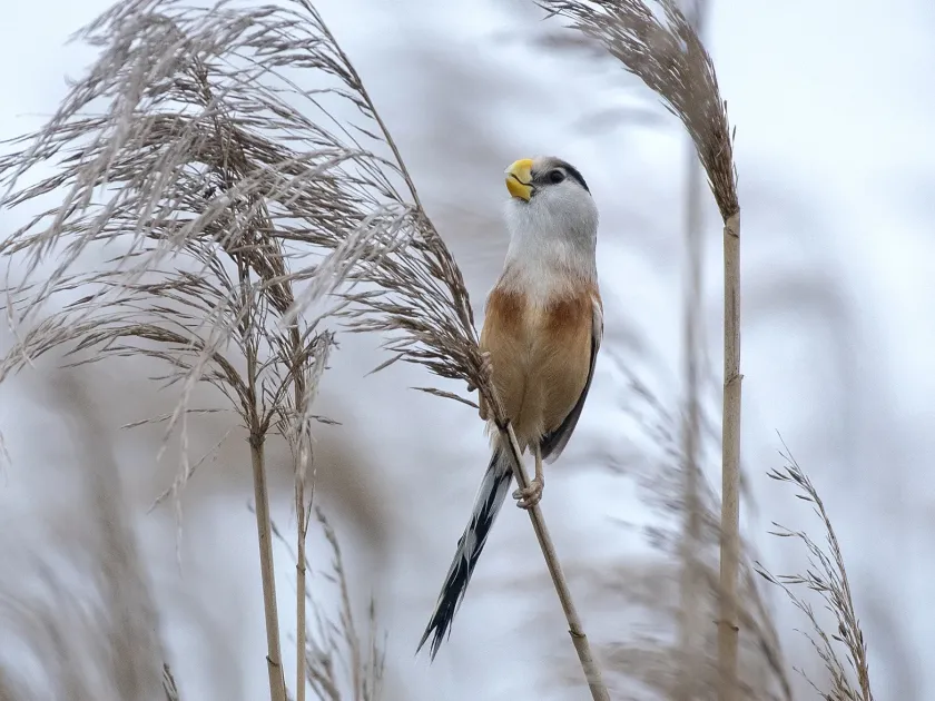 Parrotbills
