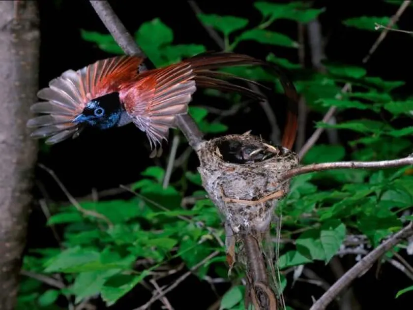 Paradise flycatcher