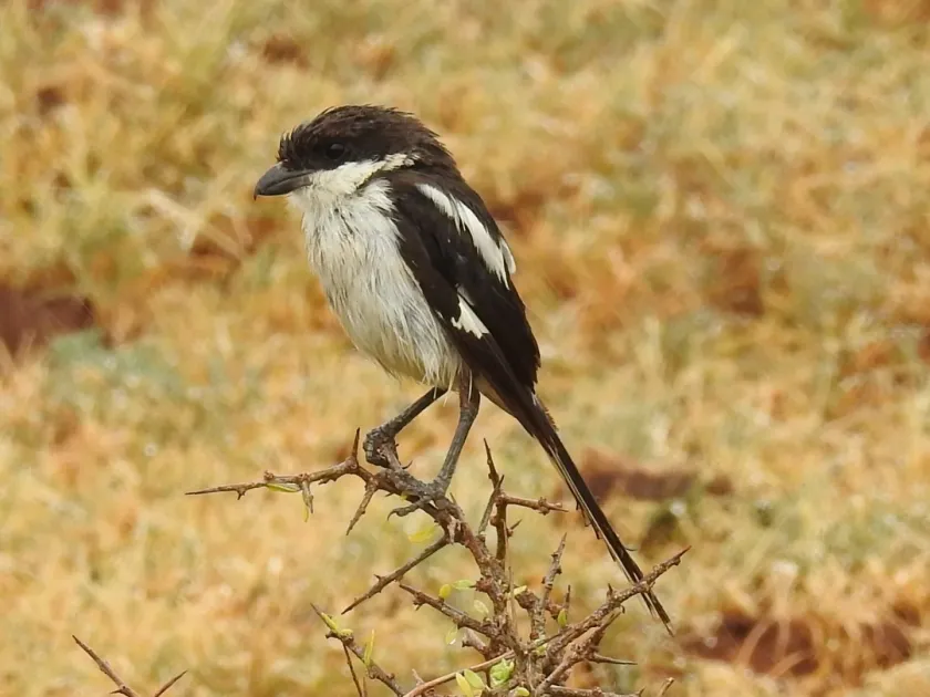 Southern Fiscal