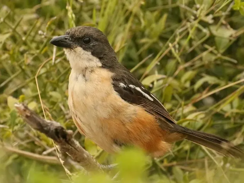 Bushshrikes
