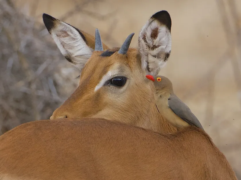 Oxpeckers