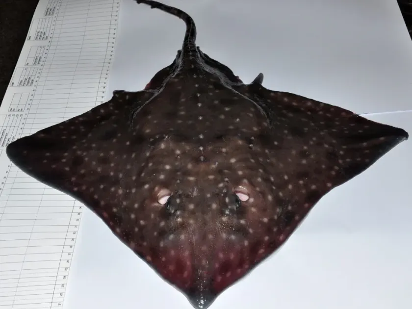 Barndoor skate