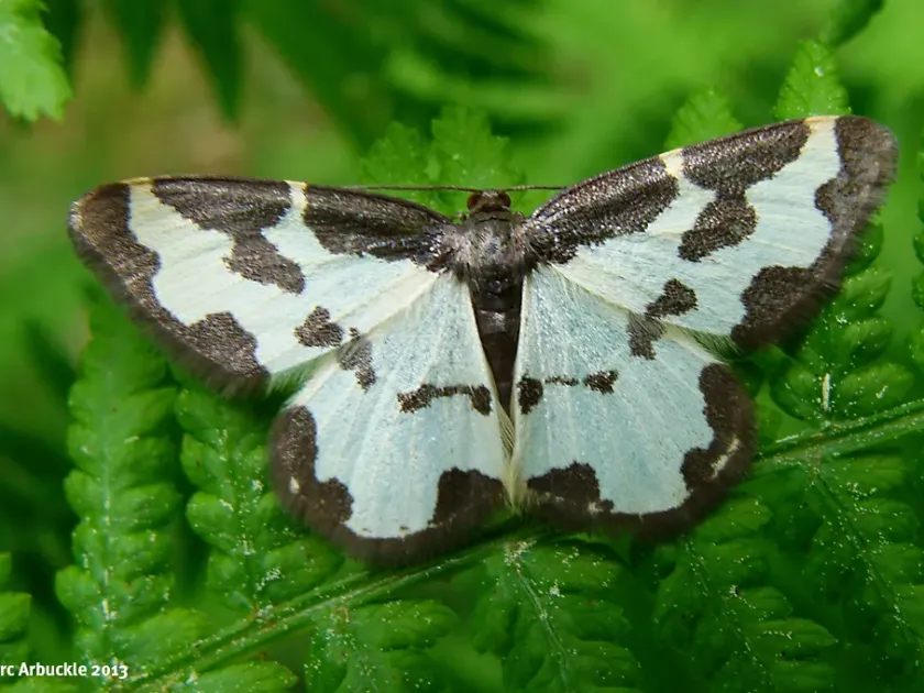 Scorched Wing moth