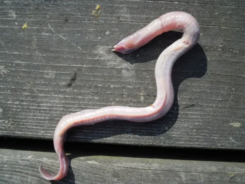 Hagfish