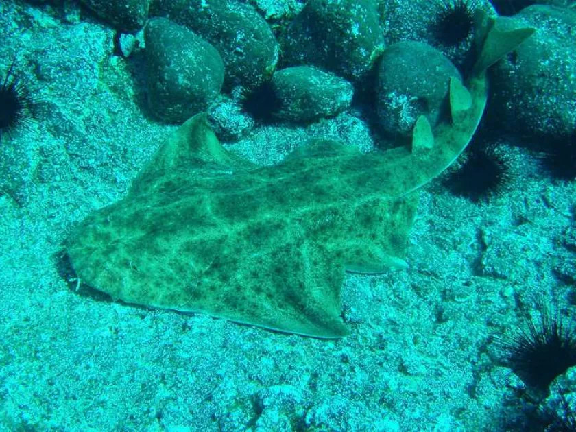 Angel shark