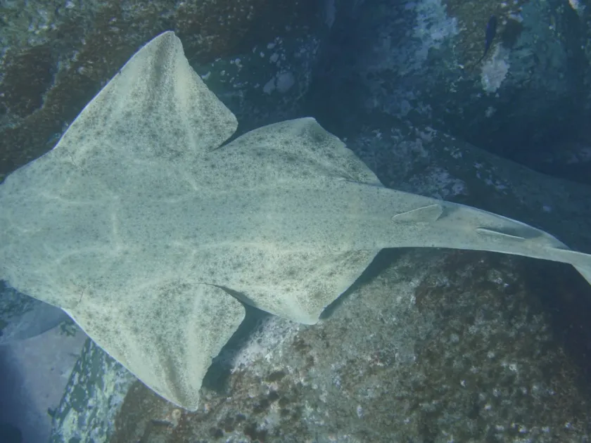 Angel shark