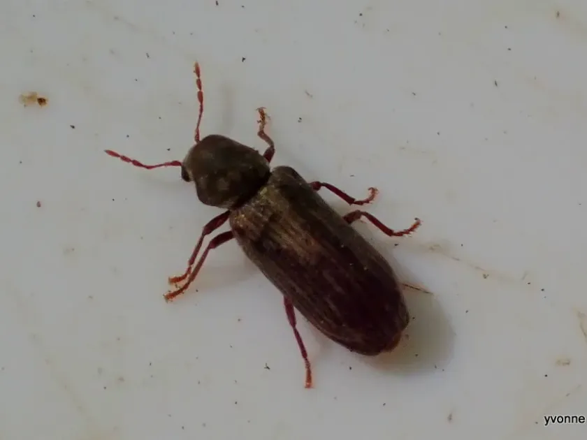 House borer