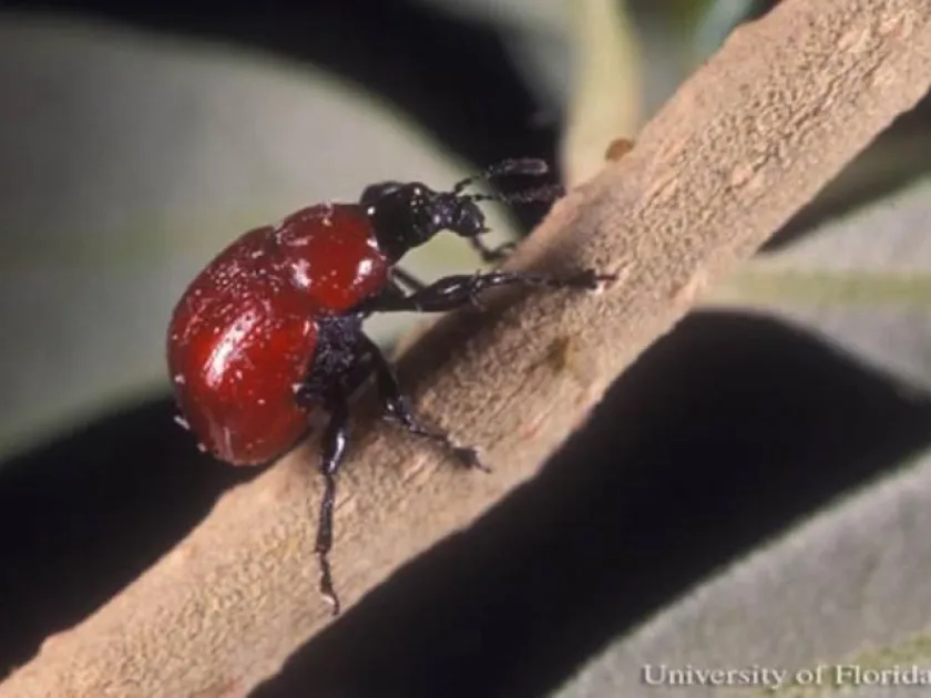 Pterocolus weevil