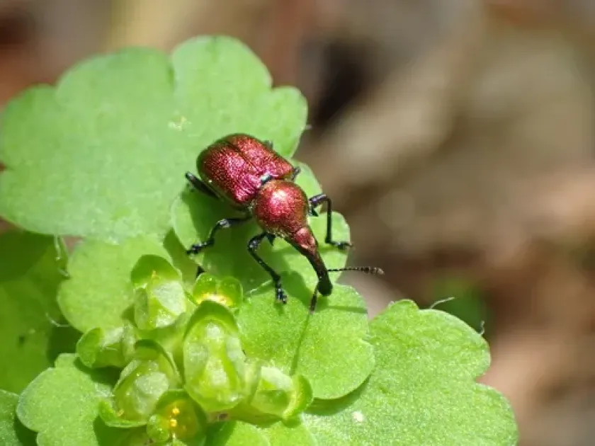 Grape leaf roller