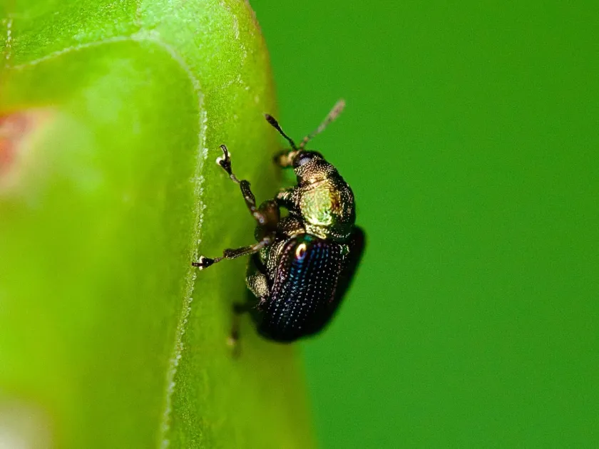 Euops weevil