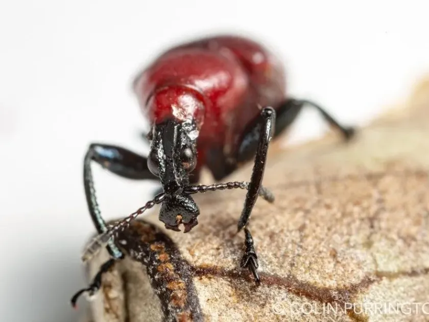Leaf-rolling weevil