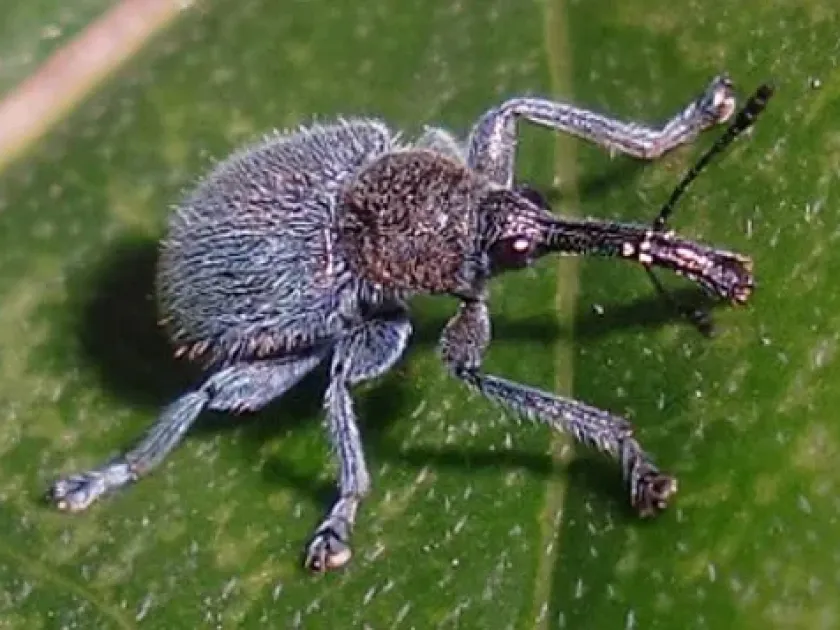 Lead-gray leaf weevil