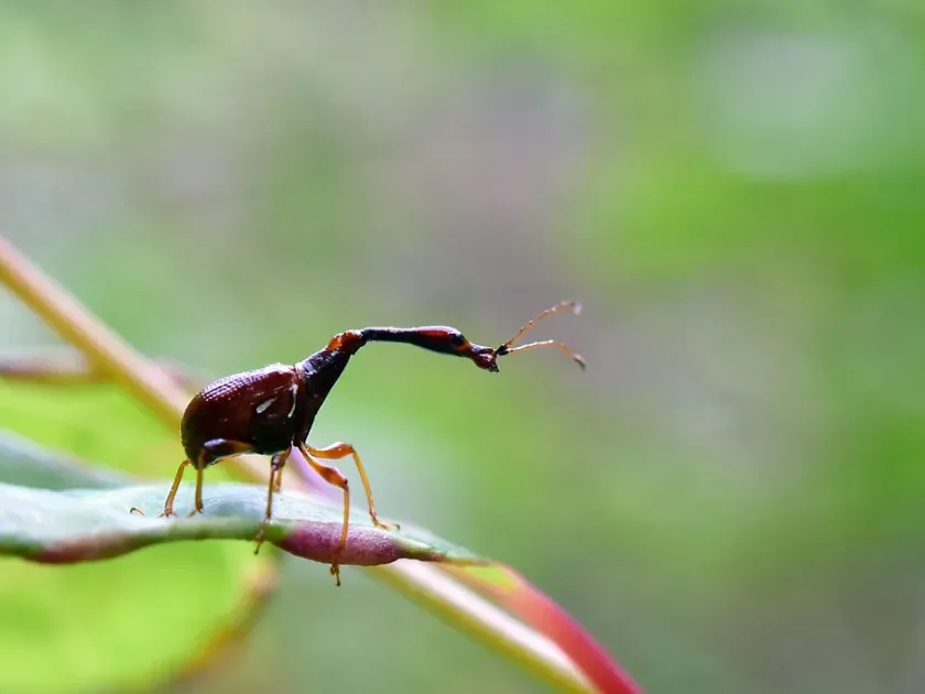 Black-necked weevil