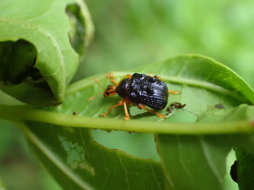 Paroplapoderus weevil
