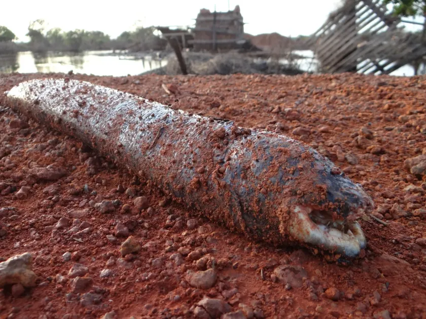 South American lungfish
